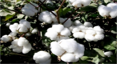 Çiftçi, Destekleme Primlerinin Ödenmesini İstiyor