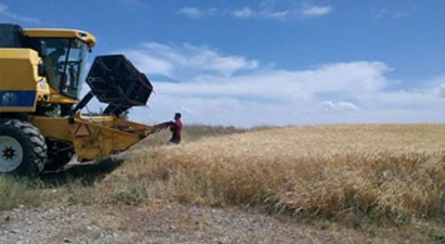 Samsat`ta Hububat Hasadı Başladı