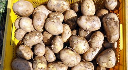 Sandıklı`da Çiftçi Patates Fiyatından Endişeli