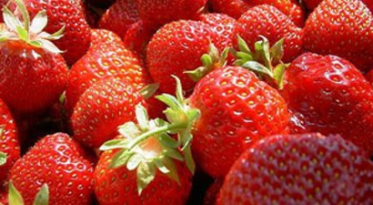 Silifke Çileği Tescil Yolunda