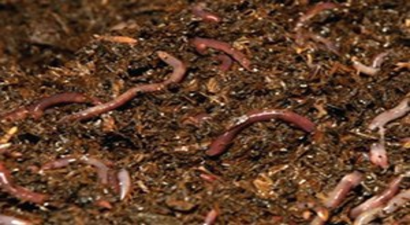 Solucan Gübresiyle Verimi İkiye Katladı