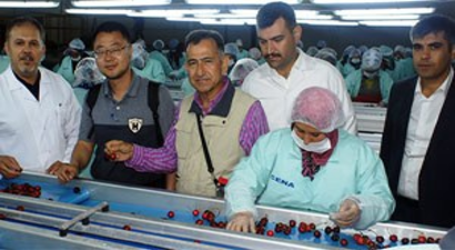 Türk Kirazı Çin Pazarında