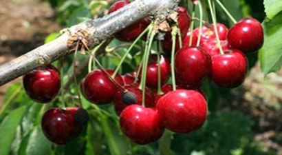 Ulukışla`dan Çin`e Kiraz İhracatı Yapılacak