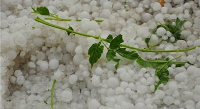 Van`da Dolu Meyve Ağaçlarını Vurdu