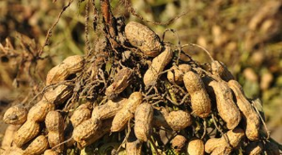 Yer Fıstığı Üreticileri İyi Bir Sezon Bekliyor