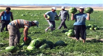 Karpuz Hasadı Başladı!