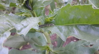 Aspir Üreticisine Tırtıl ve Kurt Uyarısı