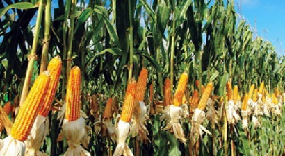Aydın`da 20 Bin Ton Mısır Üretildi