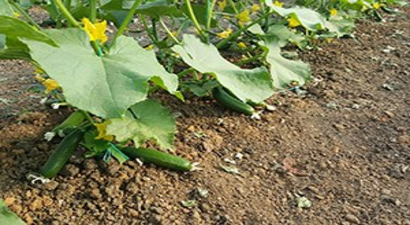 Bingöl`ün Organik Salatalığı Tezgahlardaki Yerini Alıyor