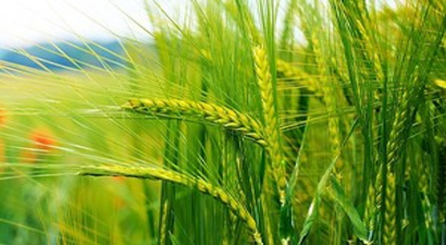 Buğdayda Taban Fiyat 1.2 TL Olmalıdır