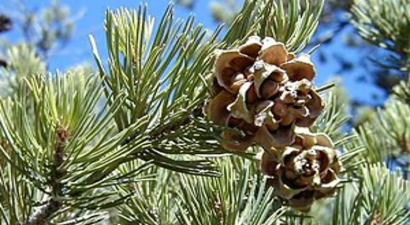 Bayramiç`te Çam Fıstığı Hasadı