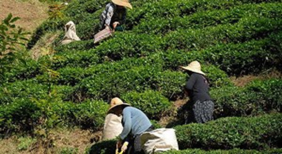 ÇAYKUR, 229 Bin Ton Çay Aldı