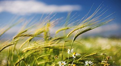 Ceylanpınar`da Rekolte Beklentisi Yüksek