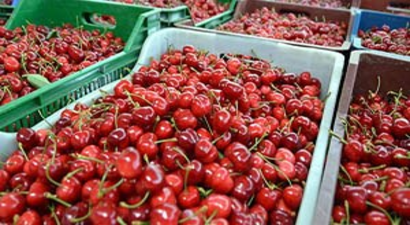 Çinliler Türk Kirazı İçin Geldi