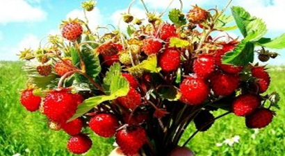 Dağ Çileği Gelir Kapısı Oldu