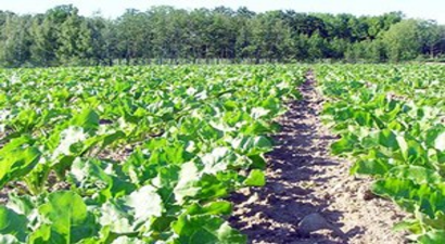 Domuzlar Çiftçiyi Perişan Etti