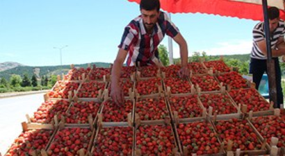 Elazığ`a Özgü Meşhur `Gezin Çileği` Tezgahlara Çıkmaya Başladı