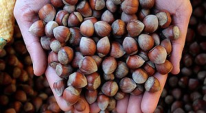 Fındığını Satamayan Yeni Sezonu Beklesin