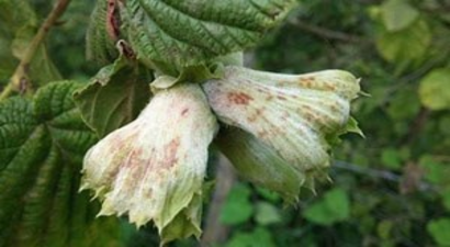 Külleme Hastalığı Fındıkta Kayıplara Yol Açıyor