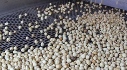 Fındık Üreticisinin Yüzü, Alan Bazlı Destekle Gülüyor