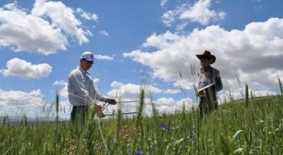 Gemerek`te Hububat Ekili Araziler İnceleniyor