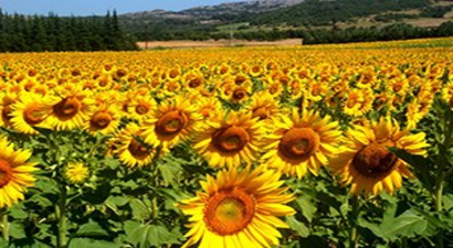 Hayrabolu`da 320 Bin Dekar Ayçiçeği Ekildi