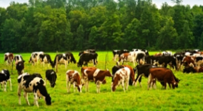 Hayvancılık Desteklerinde Yeni Dönem