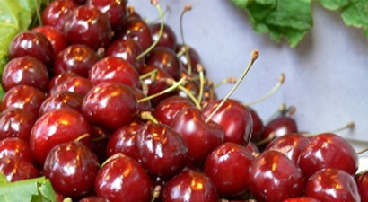 İhracatlık Kiraz Üreticinin Yüzünü Güldürdü