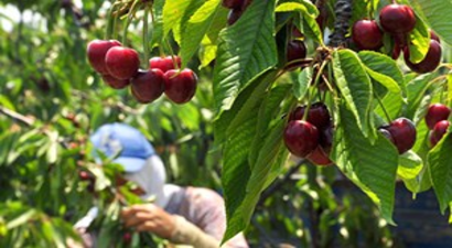 Demirci İlçesinde Kiraz Hasadı