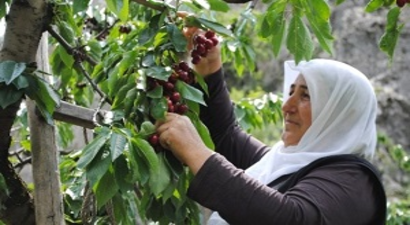 Kirazı Yağmur Vurdu