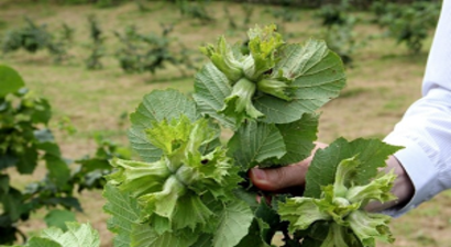 Örnek Bahçelerde Dalları Fındık Bastı