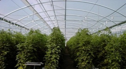 Örtüaltı Üreticilerine Yüzde 75 Hibe Desteği