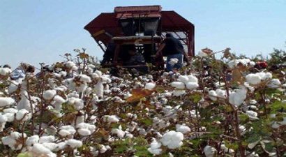 Çiftçi Küstürüldü