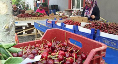 Pazarlar`da Kiraz Sezonu Açıldı