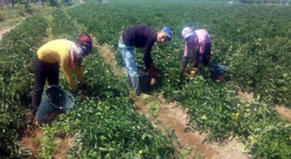 Salihli`de Yerli Domates Hasadı Başladı