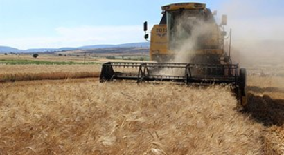 Tahılda Kuraklık Sonrası Hasat Mevsimi