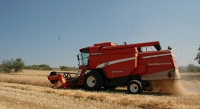 Tarsus`ta Buğday Rekoltesi Çiftçiyi Sevindiriyor