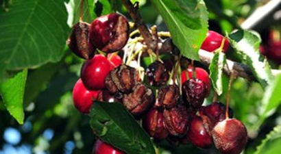 Tokat`ta Kirazı Yağmur ve Dolu Vurdu