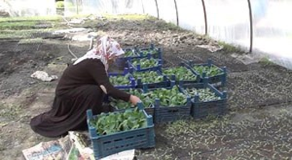 Toprağın Bereketiyle Aile Bütçesine Katkı Sağlıyor