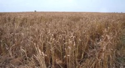 Trakya`da Buğday Hasadı Başladı