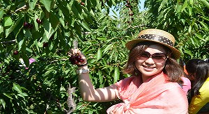 Uluborlu`da Kiraz Hasadı Başlıyor