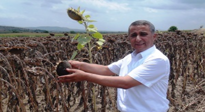 Yağlık Ayçiçeği Hasadı Başladı