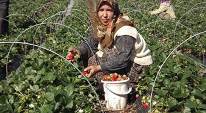 Yalova`daki Çilek Hasadının Yüzde 40`ı Tamamlandı