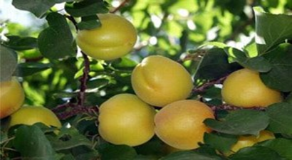 Malatya`da Yaş Kayısıya Rağbet Arttı