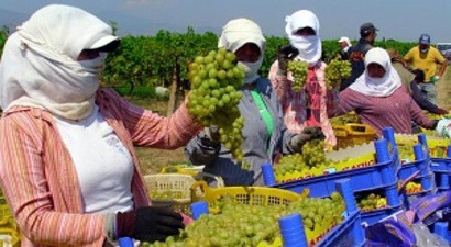 Üzüm Hasat Dönemi Başladı
