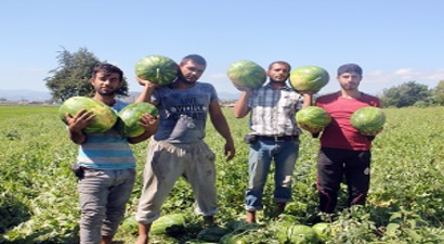 Bafra`dan Üretici de Tüccar da Kazanıyor