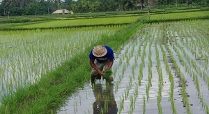 Dünya Pirinç Durumu