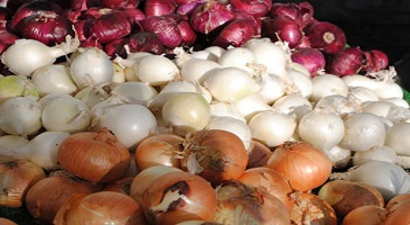 Edirne`de Soğan Bereketi