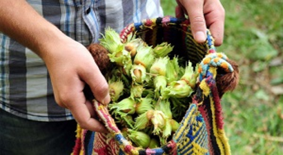 Erken Hasat Edilen Fındık Üreticisinin Zararına