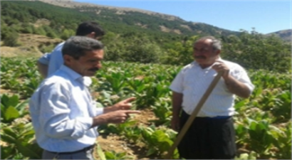 Çelikhan`da Tütün Fideleri İncelendi